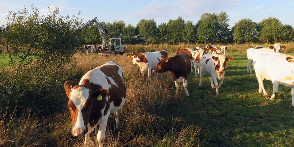 Ecologische begeleiding Bossche Broek