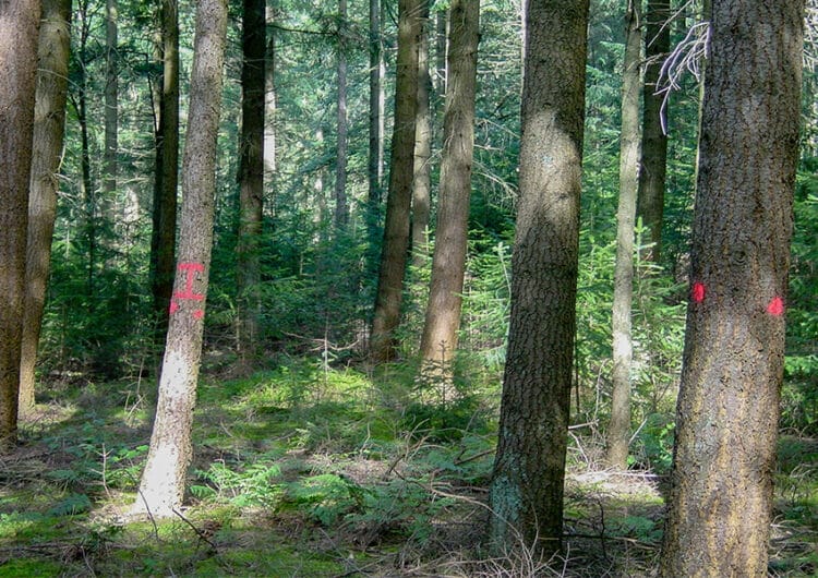 borgman beheer fsc 104