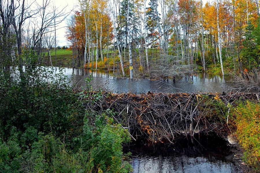 Natuur en veiligheid in Nederland hand in hand 1