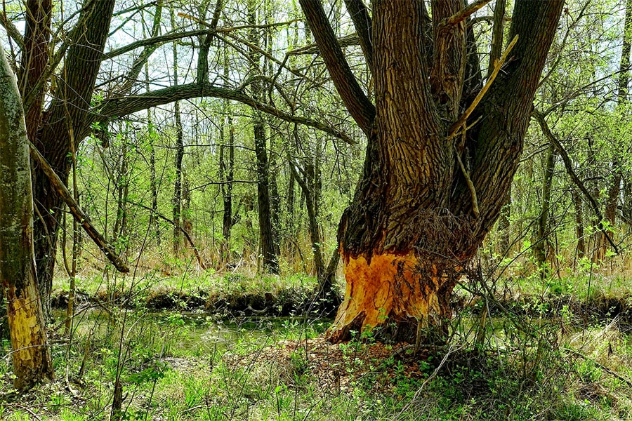 Natuur en veiligheid in Nederland hand in hand  3