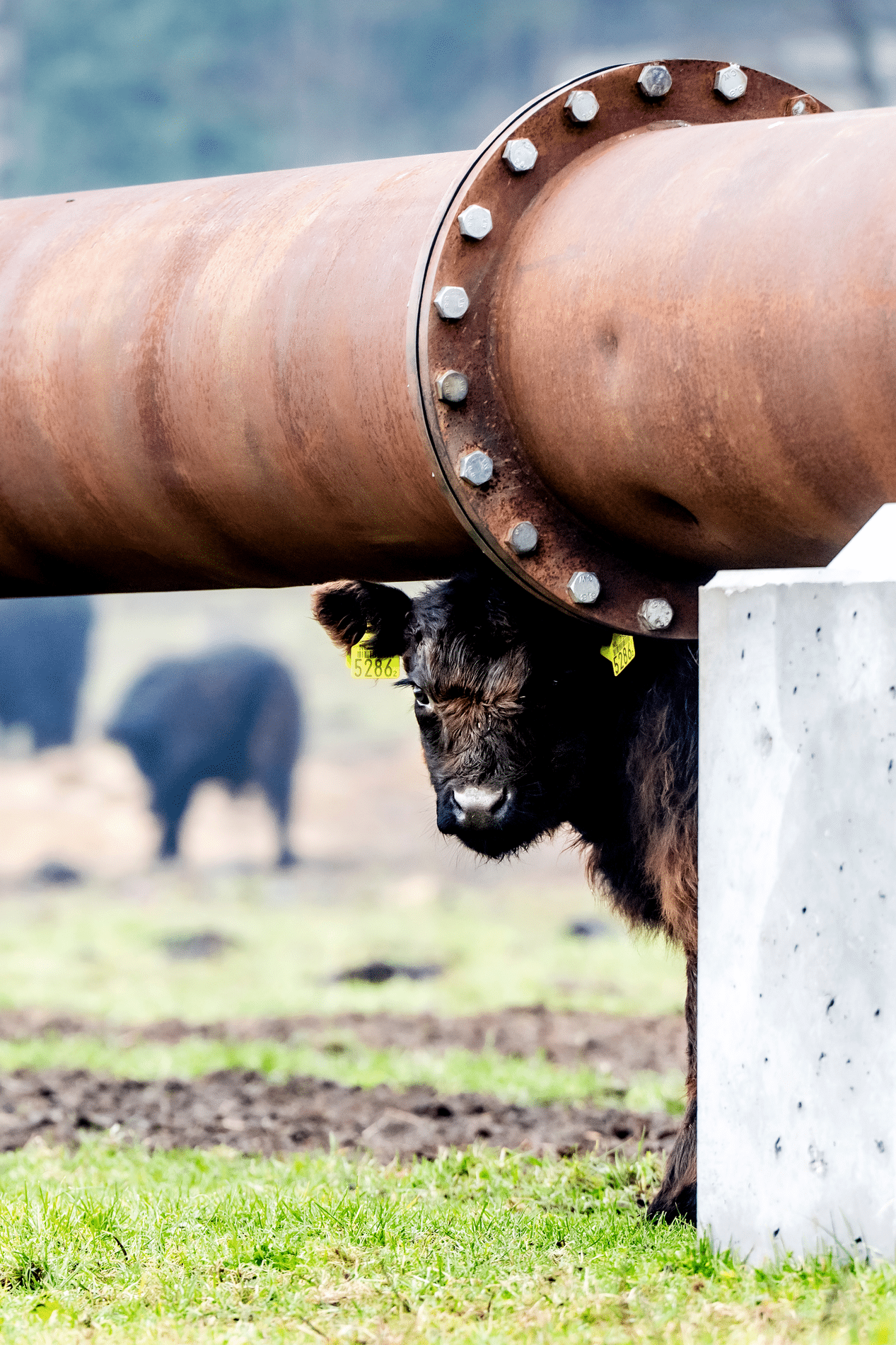 Vervanging rioolpersleiding Baarlo – Blerick 3